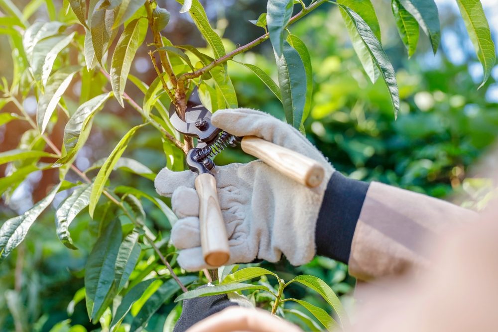 Tree Pruning